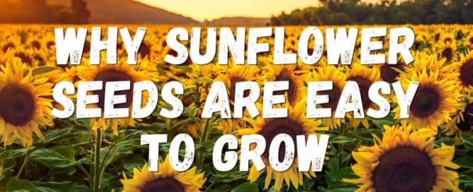 Why Sunflower Seeds Are Easy to Grow