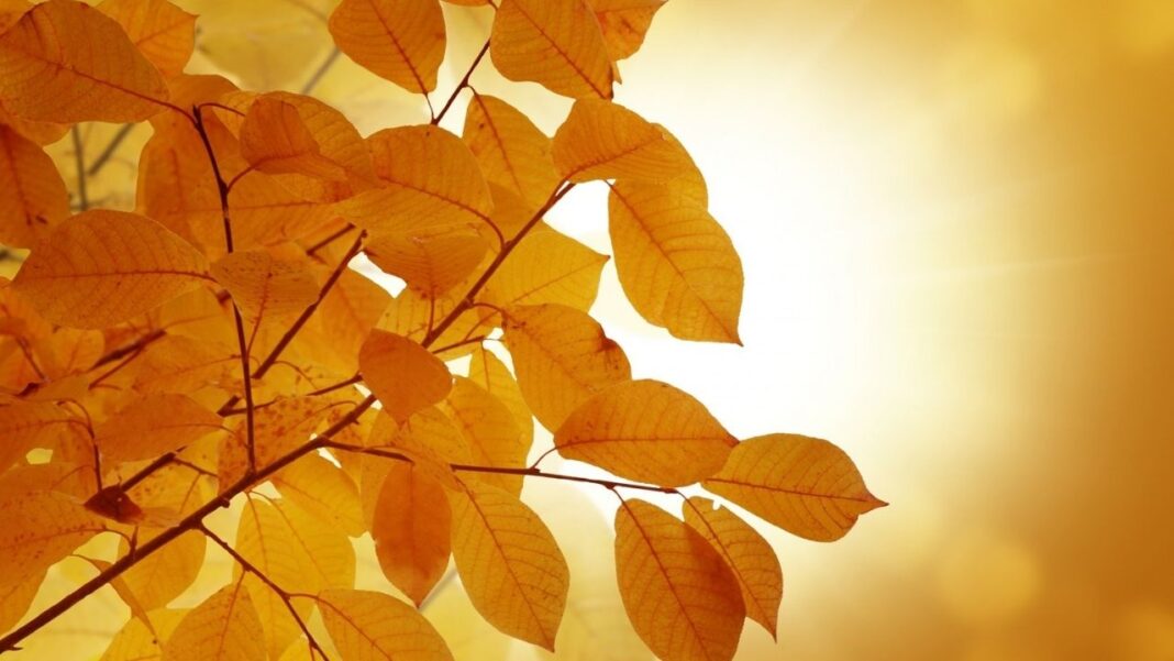 What are Differences Between Switchwords GOLDEN GOLD What are Differences Between Switchwords GOLDEN and GOLD