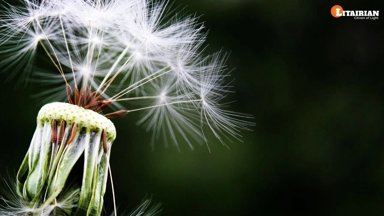 Switch words For Allergies Care