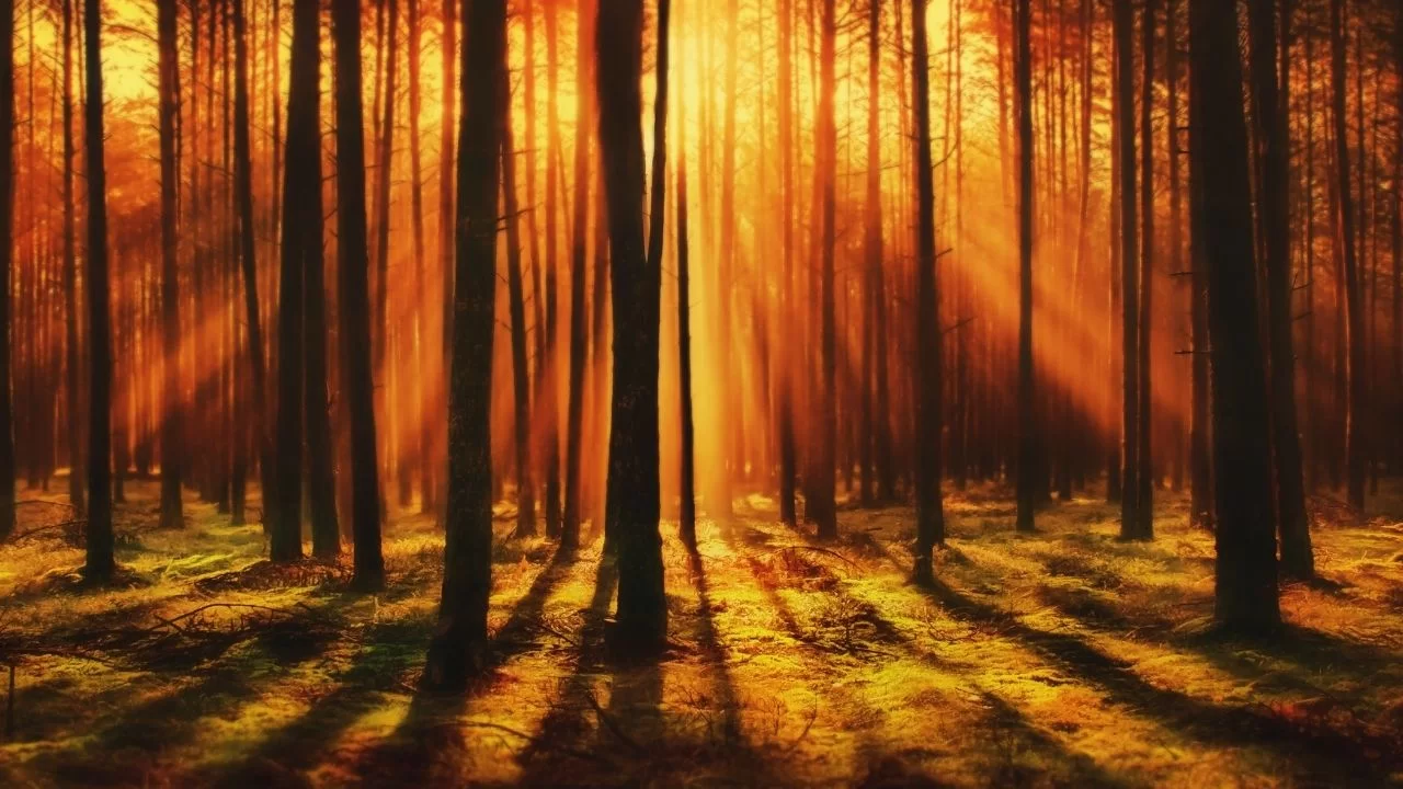 CHANT GOLDEN SUNRISE AS MUCH AS POSSIBLE