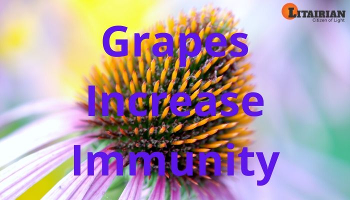 Grapes Increase Immunity
