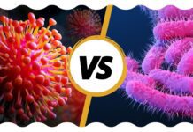 Virus vs Bacteria Whats the Difference